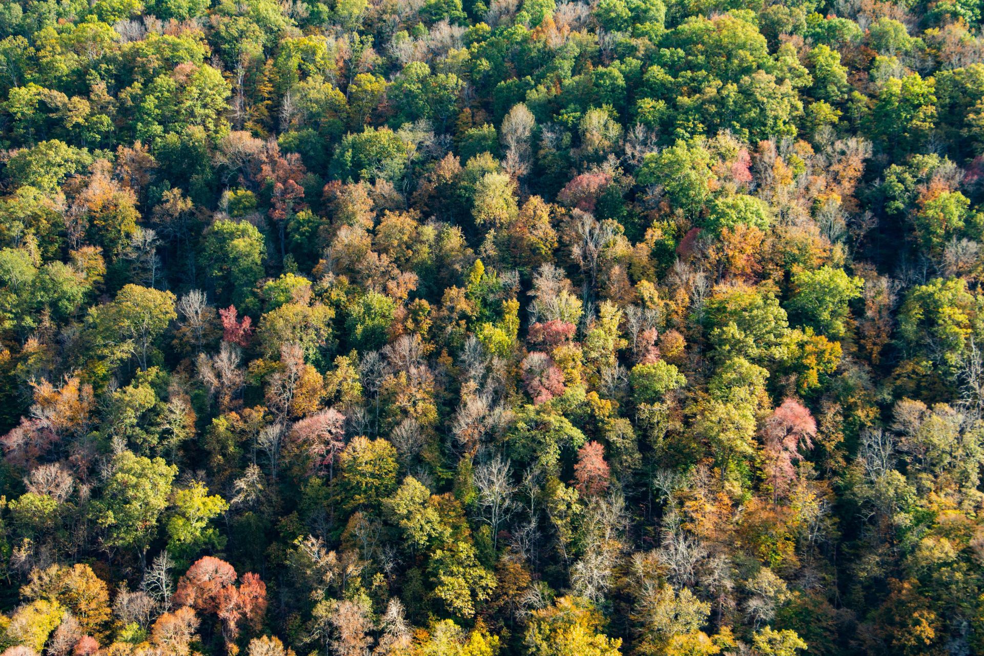 Stunning drone shot of colorful deciduous forest in autumn showcasing vivid foliage.
